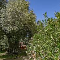 Country House Muristene - Asfodelo