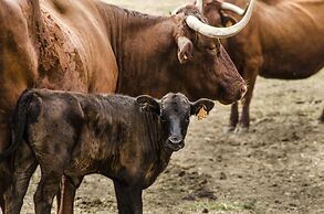 Hábitat Cigueña Negra