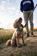 Costanoa Lodge and Camp