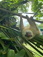 Hotel Green Mountain Cahuita