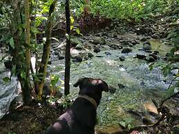 Cool Waters Jungle Villas