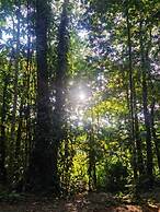 Cool Waters Jungle Villas