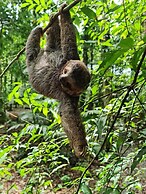 Cool Waters Jungle Villas