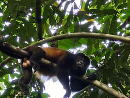 Cool Waters Jungle Villas