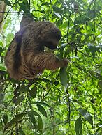 Cool Waters Jungle Villas