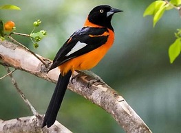 COLORES DE LA SIERRA