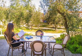 Olive Trees Garden Lixouri