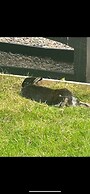 Bridie Rose - hot tub Extra Charge Exotic Animals