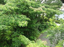 IZUNA INN & SPA - the veggie delights