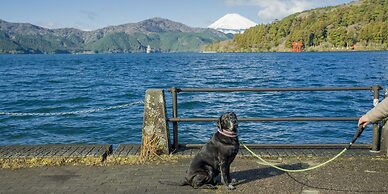 RakutenSTAY FUJIMITERRACE HakoneAshinoko