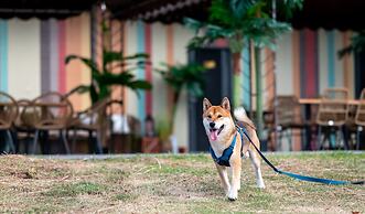 Pet Rainbow Maison Resort Hotel