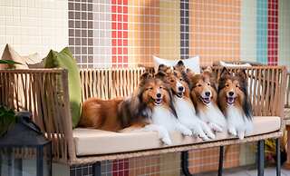 Pet Rainbow Maison Resort Hotel