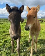 Álftártunga farm guesthouse