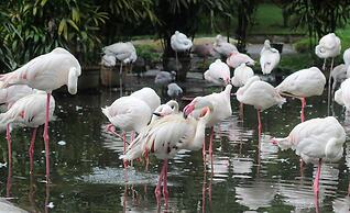 The Hill Hotel & Resort Sibolangit Powered by Archipelago