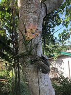 Sobral Rice Terraces View
