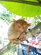 Sobral Rice Terraces View