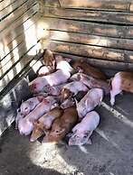 Sobral Rice Terraces View