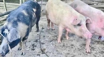 Sobral Rice Terraces View