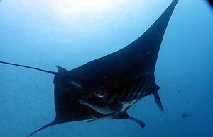 Wai Resort - Raja Ampat