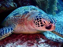 Wai Resort - Raja Ampat