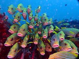 Wai Resort - Raja Ampat