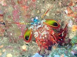 Wai Resort - Raja Ampat