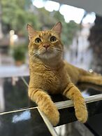 SGH Hotel Castillo Aqua