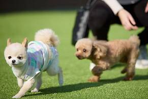 SolanaFujiyamanakako