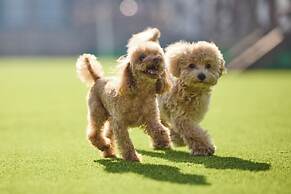 SolanaFujiyamanakako