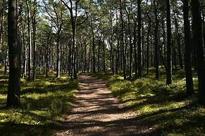 Art Forrest 33 M in Rogowo