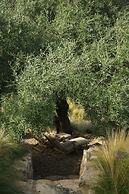 Albero Capovolto Country & Sea