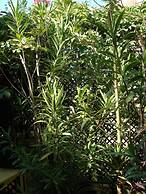 Dream Studio w h Private Balcony Central Athens