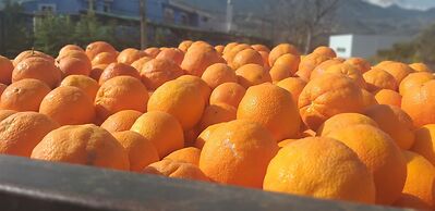 EL VIOLIN EXPERIENCIA