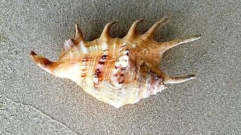 The Beachaven Chalets Kota Belud