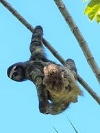 Caribe Town Bungalows