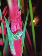 Caribe Town Bungalows