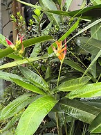 Subtropica Premium Suites - Mindo