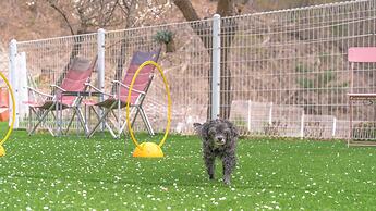 Gapyeong Jmong pet Pension