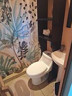 Caribbean Blue Morpho