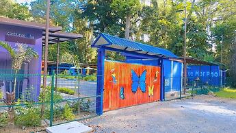 Caribbean Blue Morpho