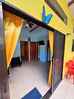 Caribbean Blue Morpho