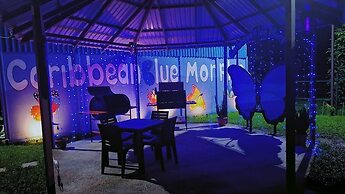 Caribbean Blue Morpho