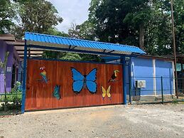 Caribbean Blue Morpho