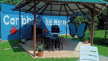 Caribbean Blue Morpho