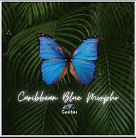 Caribbean Blue Morpho