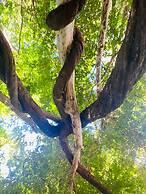 Recanto das Videiras