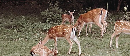 The Woodland Lodge Gisselfeld