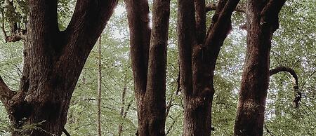 The Woodland Lodge Gisselfeld