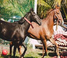 Aranyagiri Countryside Resort