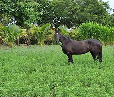 Aranyagiri Countryside Resort